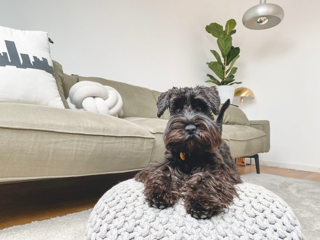 Dog on pouf